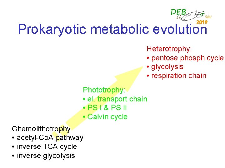 2019 Prokaryotic metabolic evolution Heterotrophy: • pentose phosph cycle • glycolysis • respiration chain