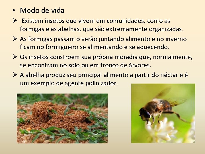  • Modo de vida Ø Existem insetos que vivem em comunidades, como as