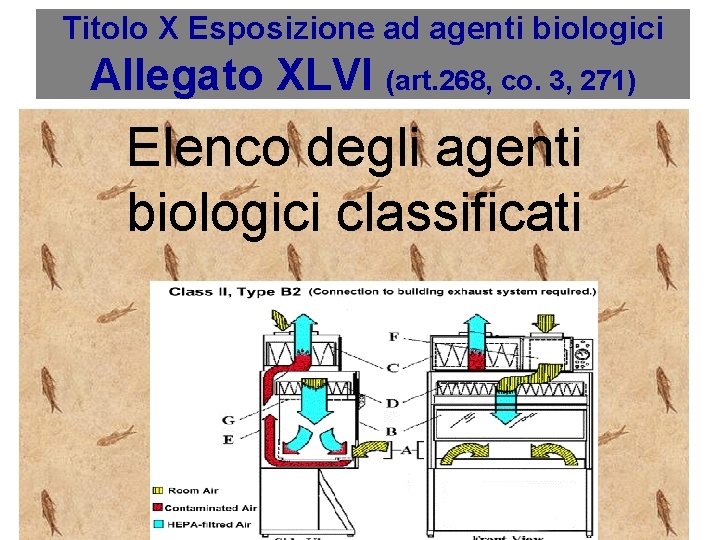 Titolo X Esposizione ad agenti biologici Allegato XLVI (art. 268, co. 3, 271) Elenco