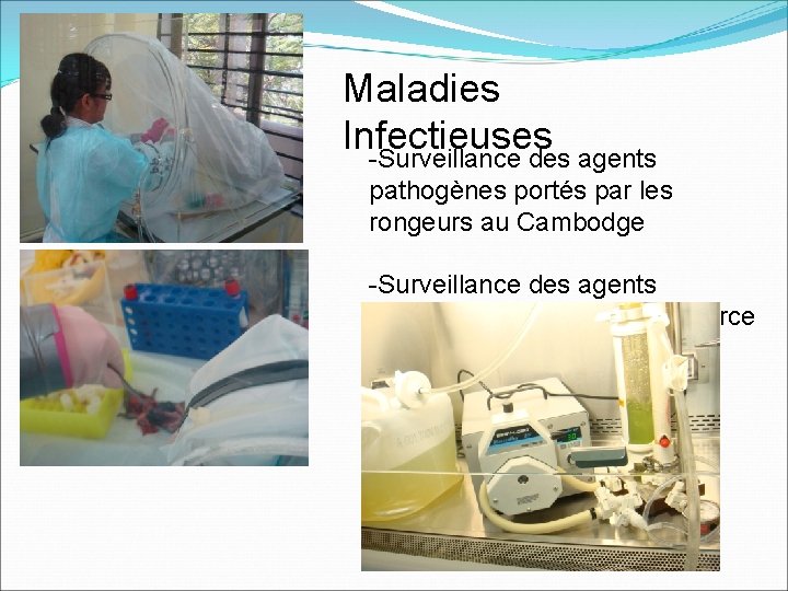 Maladies Infectieuses -Surveillance des agents pathogènes portés par les rongeurs au Cambodge -Surveillance des