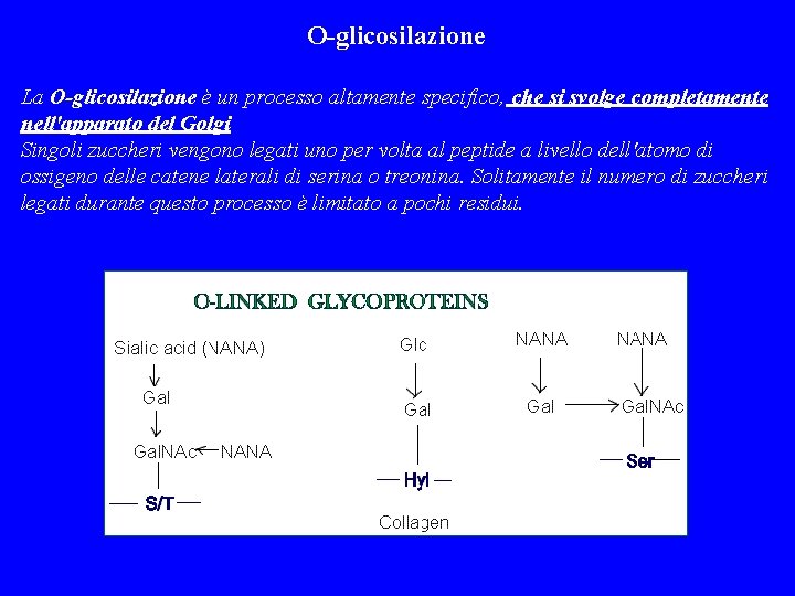 O-glicosilazione La O-glicosilazione è un processo altamente specifico, che si svolge completamente nell'apparato del