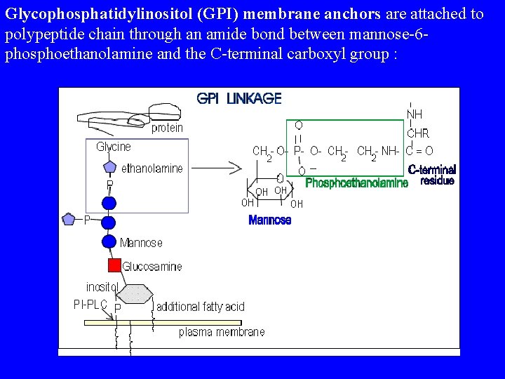 Glycophosphatidylinositol (GPI) membrane anchors are attached to polypeptide chain through an amide bond between