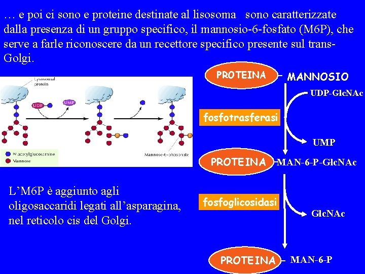 … e poi ci sono e proteine destinate al lisosoma sono caratterizzate dalla presenza