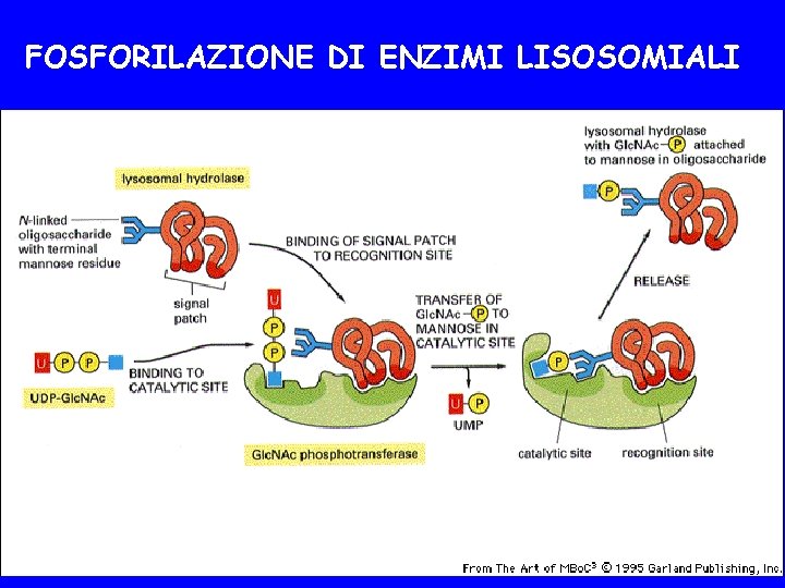 FOSFORILAZIONE DI ENZIMI LISOSOMIALI 