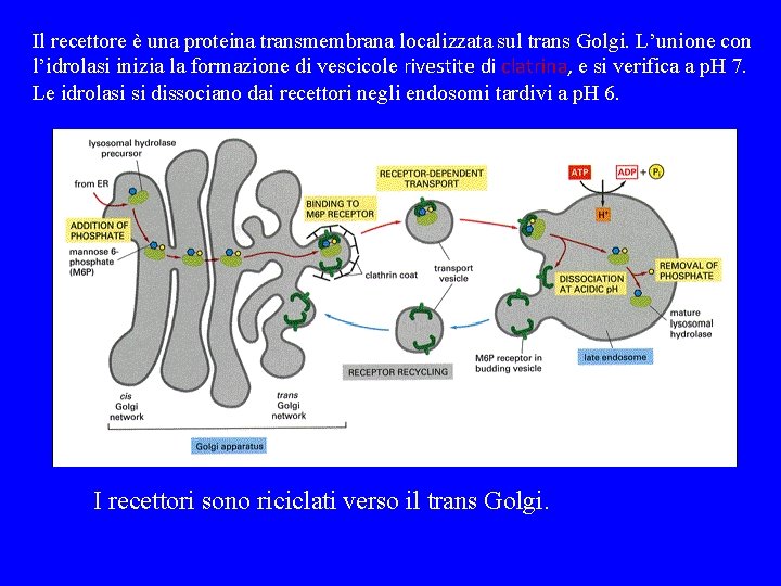 Il recettore è una proteina transmembrana localizzata sul trans Golgi. L’unione con l’idrolasi inizia