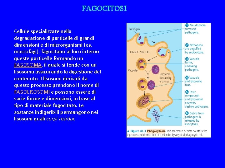 FAGOCITOSI Cellule specializzate nella degradazione di particelle di grandi dimensioni e di microrganismi (es.
