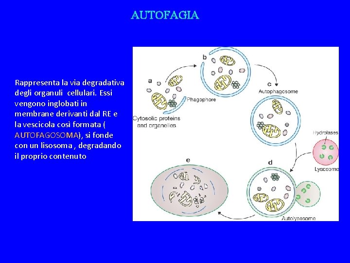 AUTOFAGIA Rappresenta la via degradativa degli organuli cellulari. Essi vengono inglobati in membrane derivanti