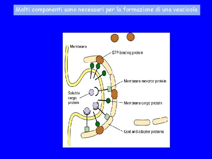 Molti componenti sono necessari per la formazione di una vescicola 