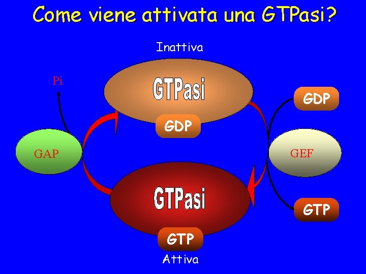Come viene attivata una GTPasi? Inattiva Pi GDP GEF GAP GTP Attiva 