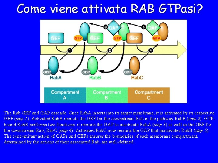 Come viene attivata RAB GTPasi? The Rab GEF and GAP cascade. Once Rab. A