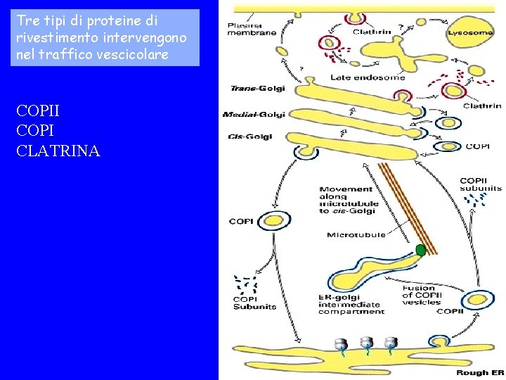 Tre tipi di proteine di rivestimento intervengono nel traffico vescicolare COPII COPI CLATRINA 