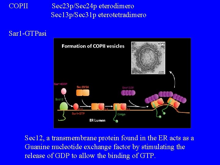 COPII Sec 23 p/Sec 24 p eterodimero Sec 13 p/Sec 31 p eterotetradimero Sar