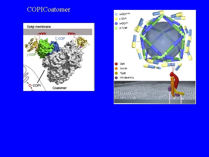 COPICoatomer 