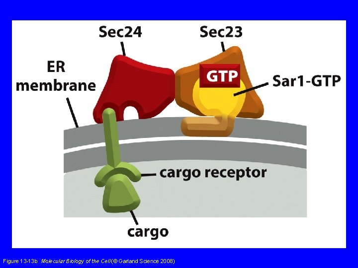 Figure 13 -13 b Molecular Biology of the Cell (© Garland Science 2008) 