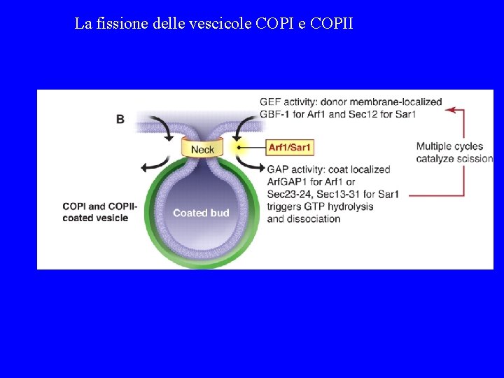 La fissione delle vescicole COPII 