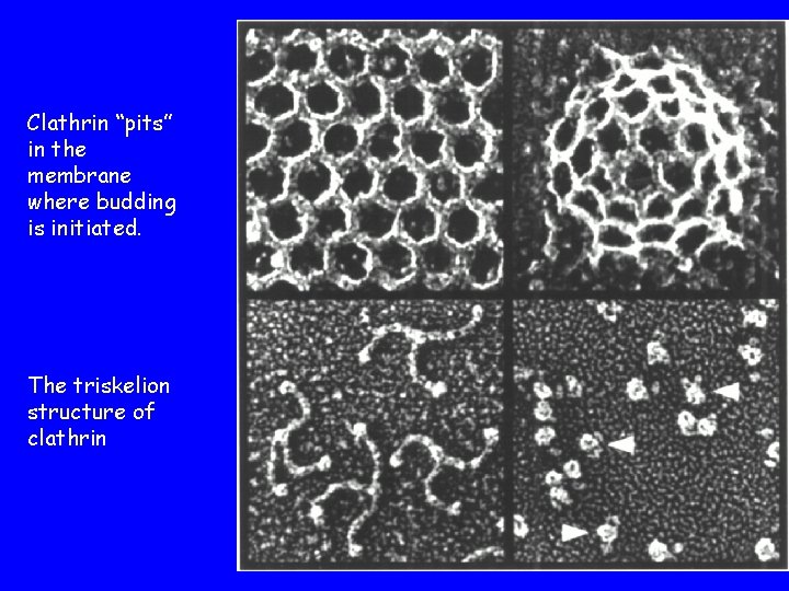 Clathrin “pits” in the membrane where budding is initiated. The triskelion structure of clathrin