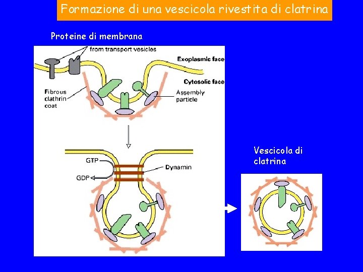 Formazione di una vescicola rivestita di clatrina Proteine di membrana Vescicola di clatrina 
