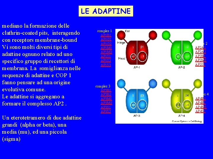 LE ADAPTINE mediano la formazione delle clathrin-coated pits, interagendo con receptors membrane-bound Vi sono