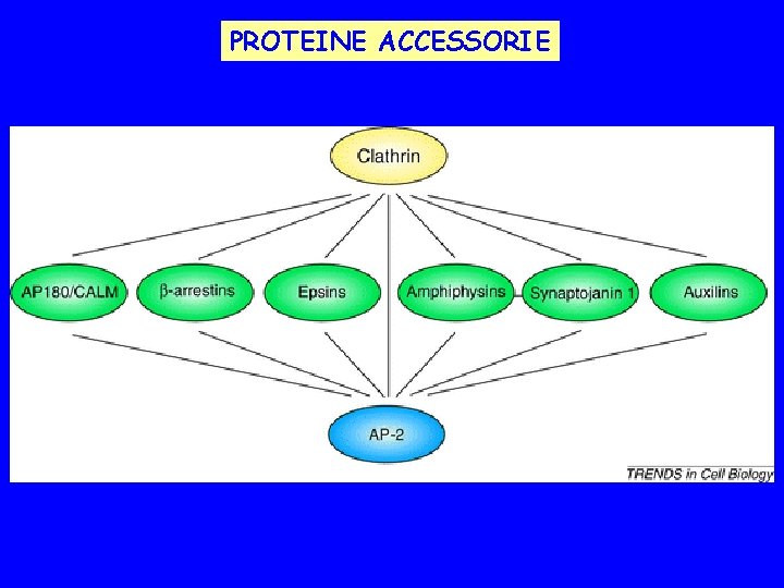 PROTEINE ACCESSORIE 