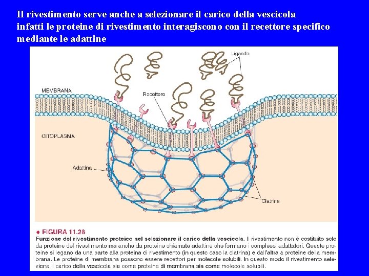 Il rivestimento serve anche a selezionare il carico della vescicola infatti le proteine di
