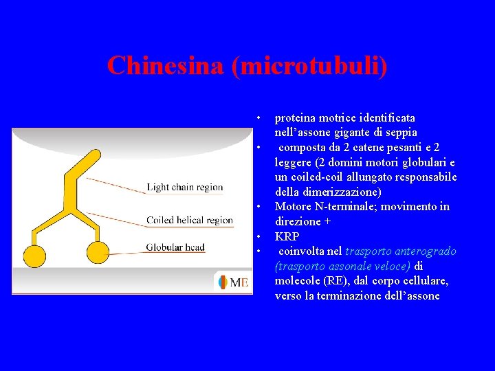 Chinesina (microtubuli) • • • proteina motrice identificata nell’assone gigante di seppia composta da