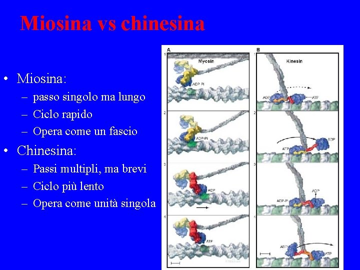 Miosina vs chinesina • Miosina: – passo singolo ma lungo – Ciclo rapido –