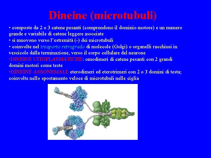 Dineine (microtubuli) • composte da 2 o 3 catene pesanti (comprendono il dominio motore)