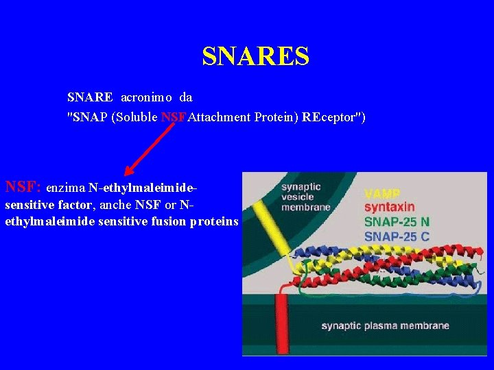 SNARES SNARE acronimo da "SNAP (Soluble NSFAttachment Protein) REceptor") NSF: enzima N-ethylmaleimidesensitive factor, anche