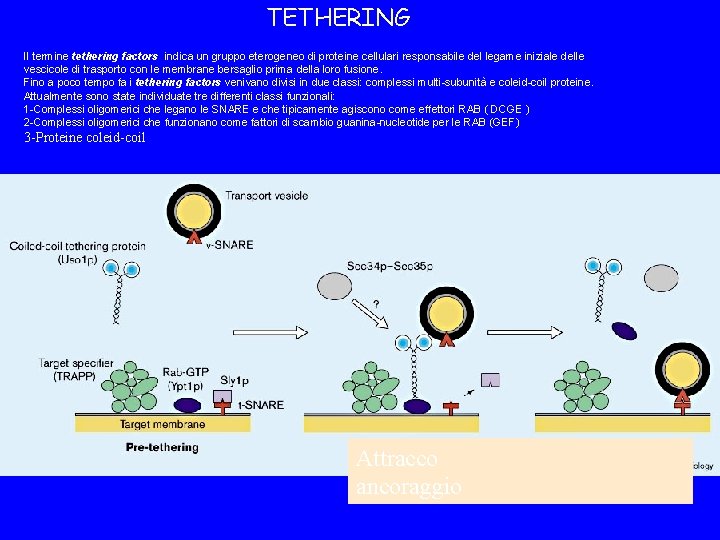 TETHERING Il termine tethering factors indica un gruppo eterogeneo di proteine cellulari responsabile del