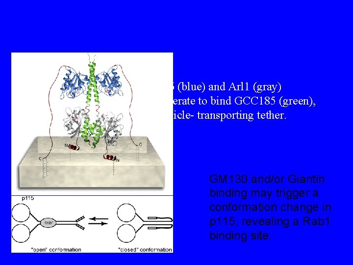 Rab 6 (blue) and Arl 1 (gray) cooperate to bind GCC 185 (green), a