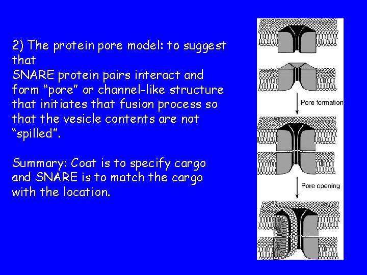 2) The protein pore model: to suggest that SNARE protein pairs interact and form