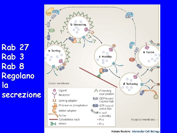 Rab 27 Rab 3 Rab 8 Regolano la secrezione 