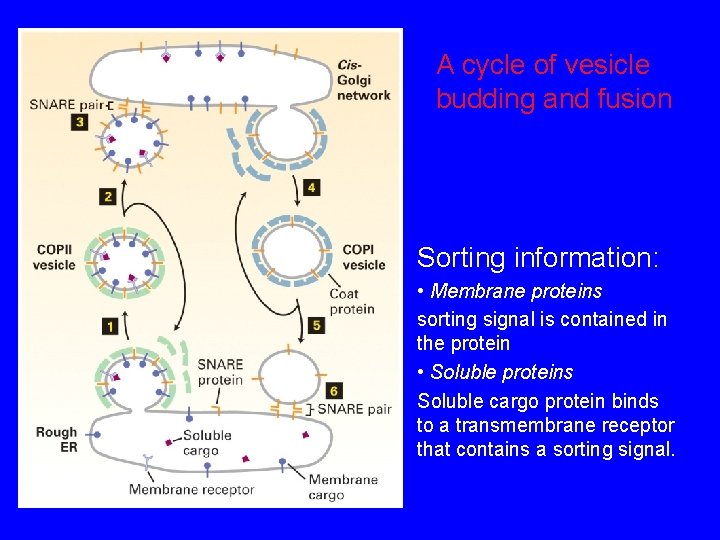 A cycle of vesicle budding and fusion Sorting information: • Membrane proteins sorting signal