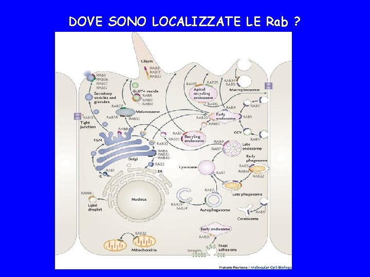 DOVE SONO LOCALIZZATE LE Rab ? 