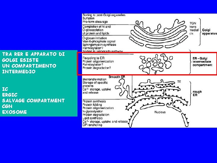 TRA RER E APPARATO DI GOLGI ESISTE UN COMPARTIMENTO INTERMEDIO IC ERGIC SALVAGE COMPARTMENT