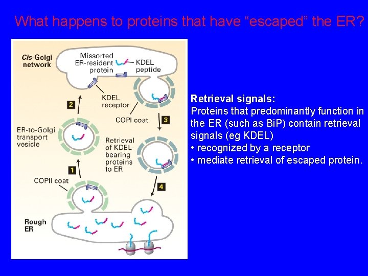 What happens to proteins that have “escaped” the ER? Retrieval signals: Proteins that predominantly