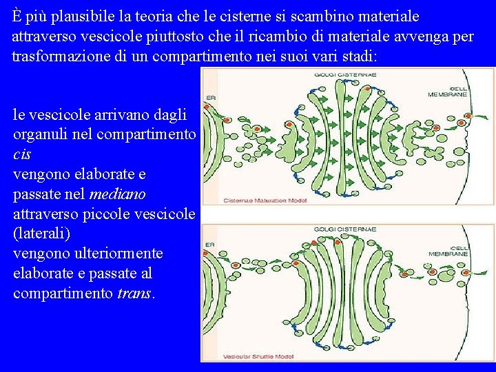 È più plausibile la teoria che le cisterne si scambino materiale attraverso vescicole piuttosto