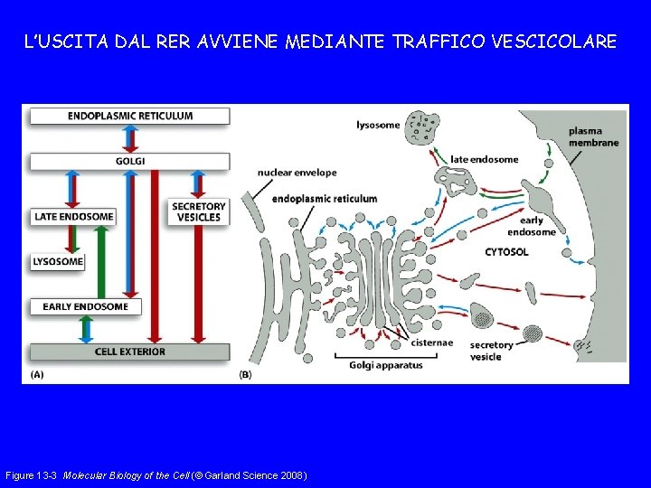 L’USCITA DAL RER AVVIENE MEDIANTE TRAFFICO VESCICOLARE Figure 13 -3 Molecular Biology of the