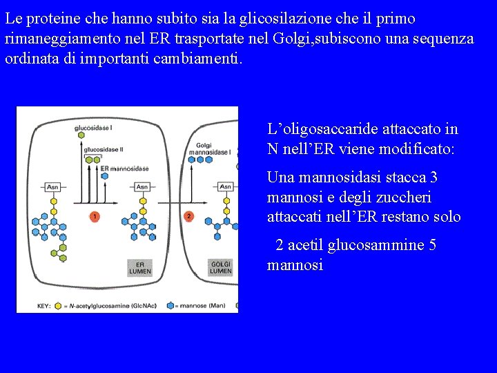 Le proteine che hanno subito sia la glicosilazione che il primo rimaneggiamento nel ER