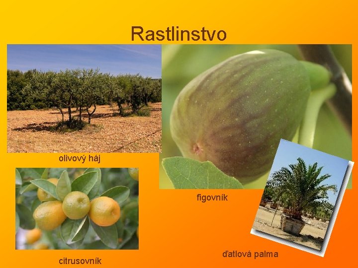 Rastlinstvo olivový háj figovník citrusovník ďatlová palma 