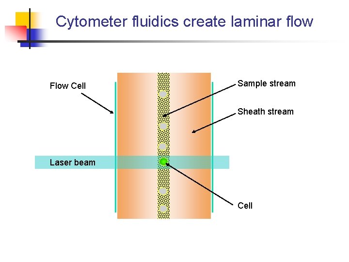 Cytometer fluidics create laminar flow Flow Cell Sample stream Sheath stream Laser beam Cell