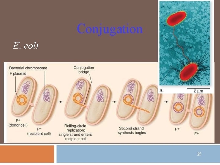 Conjugation E. coli 25 