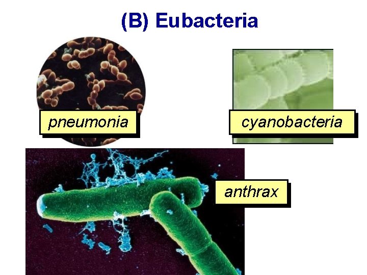 (B) Eubacteria pneumonia cyanobacteria anthrax 