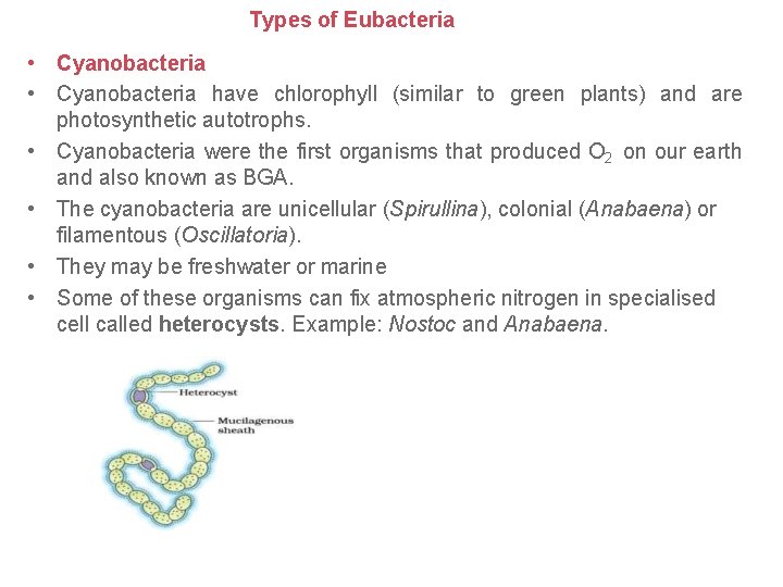 Types of Eubacteria • Cyanobacteria have chlorophyll (similar to green plants) and are photosynthetic