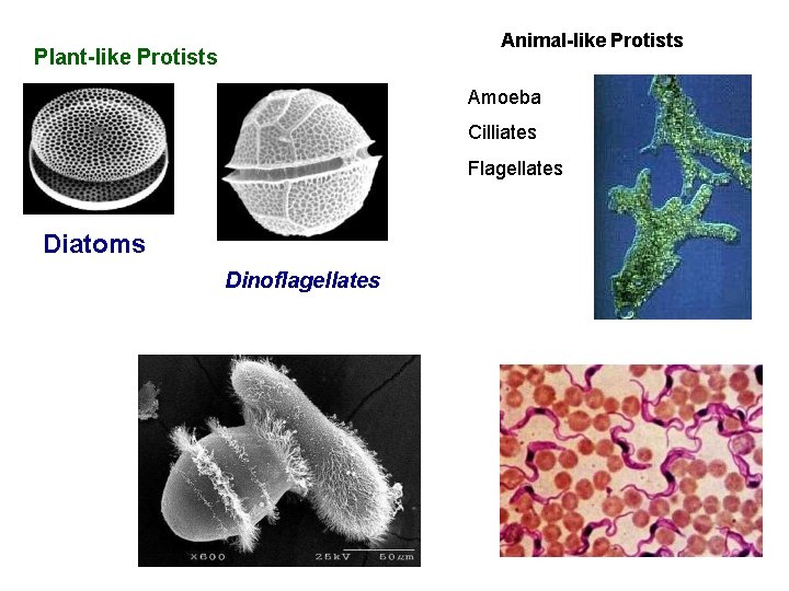 Animal-like Protists Plant-like Protists Amoeba Cilliates Flagellates Diatoms Dinoflagellates 