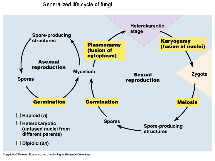 Generalized life cycle of fungi 