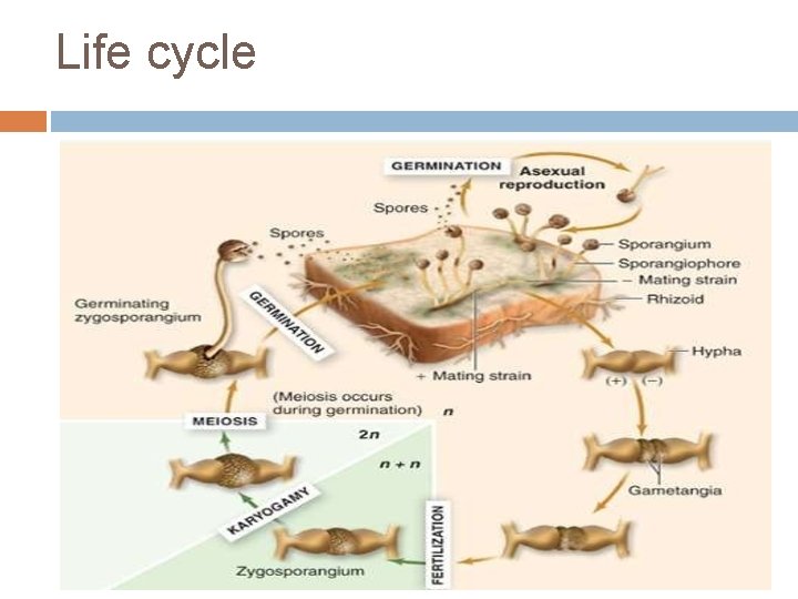 Life cycle 