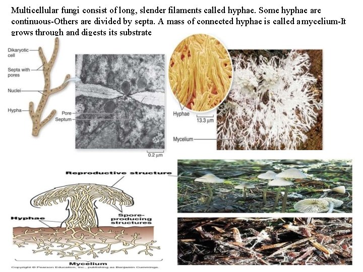 Multicellular fungi consist of long, slender filaments called hyphae. Some hyphae are continuous-Others are