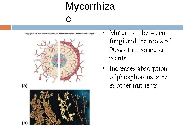 Mycorrhiza e • Mutualism between fungi and the roots of 90% of all vascular