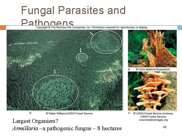 Fungal Parasites and Pathogens Largest Organism? Armillaria –a pathogenic fungus – 8 hectares 46